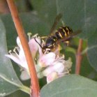 Yellow-jacket (Vespula sp): on Common snowberry (Symphoricarpos albus)