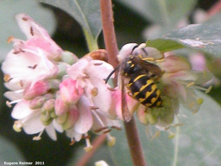 IMG 2011-Aug09 at Winnipeg:&nbsp; Yellow-jacket (Vespula sp) on Common snowberry (Symphoricarpos albus)