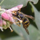 Yellow-jacket (Vespula sp): on Common snowberry (Symphoricarpos albus)