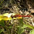 Cherry-faced meadowhawk dragonfly (Sympetrum internum)