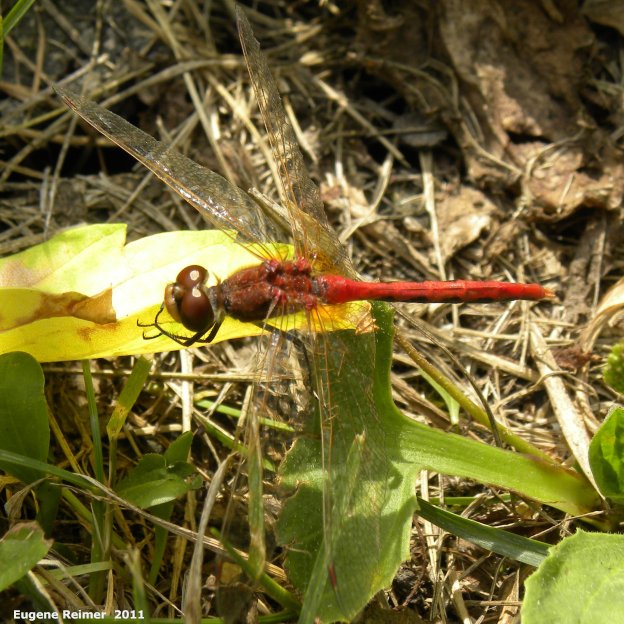 IMG 2011-Aug09 at Winnipeg:  Cherry-faced meadowhawk dragonfly (Sympetrum internum)