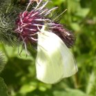 Cabbage white butterfly (Pieris rapae): on Woolly burdock (Arctium tomentosum)
