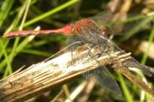 Cherry-faced meadowhawk dragonfly (Sympetrum internum)