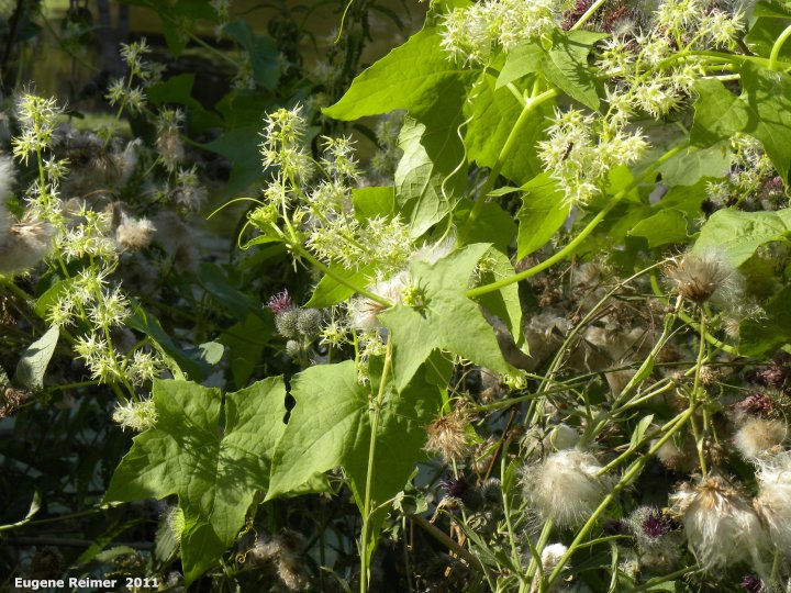 IMG 2011-Aug09 at Winnipeg:&nbsp; Wild cucumber (Echinocystis lobata)