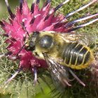 Honey bee (Apis sp): on Woolly burdock (Arctium tomentosum)