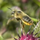 Honey bee (Apis sp): in flight
