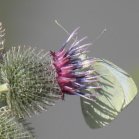 Cabbage white butterfly (Pieris rapae): on Woolly burdock (Arctium tomentosum)