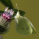 Cabbage white butterfly (Pieris rapae): on Woolly burdock (Arctium tomentosum)