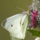 Cabbage white butterfly (Pieris rapae): on Woolly burdock (Arctium tomentosum)