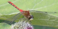 White-faced meadowhawk (Sympetrum obtrusum): male