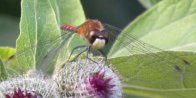 White-faced meadowhawk (Sympetrum obtrusum): male