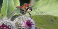 White-faced meadowhawk (Sympetrum obtrusum): male