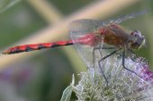 White-faced meadowhawk (Sympetrum obtrusum): male