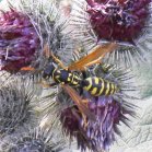 Wasp (Vespoidea sp): on Woolly burdock (Arctium tomentosum)
