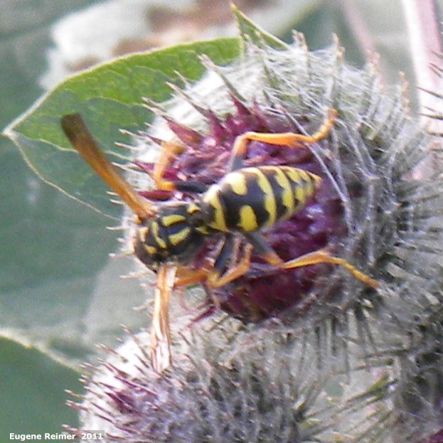 IMG 2011-Aug09 at Winnipeg:  Wasp (Vespoidea sp) on Woolly burdock (Arctium tomentosum)