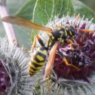 Wasp (Vespoidea sp): on Woolly burdock (Arctium tomentosum)