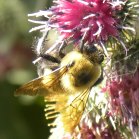 Bee (Apoidea sp): on Woolly burdock (Arctium tomentosum)