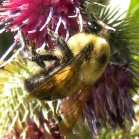 Bee (Apoidea sp): on Woolly burdock (Arctium tomentosum)