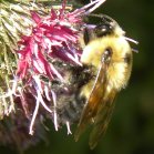 Bee (Apoidea sp): on Woolly burdock (Arctium tomentosum)
