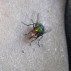 Bot fly (Oestridae sp)?: on my foot