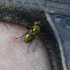 Bot fly (Oestridae sp)?: on my foot