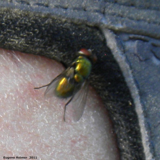 IMG 2011-Aug09 at Winnipeg:&nbsp; Bot fly (Oestridae sp)? on my foot