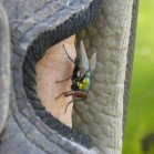 Bot fly (Oestridae sp)?: on my foot