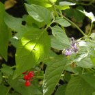 Bittersweet nightshade (Solanum dulcamara): leaf+flower+berries