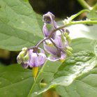 Bittersweet nightshade (Solanum dulcamara): flowers
