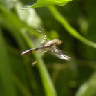 Thread-waisted wasp (Sphecidae sp)?: in flight