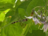 Thread-waisted wasp (Sphecidae sp)?: on Bittersweet nightshade (Solanum dulcamara)