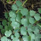 Tall meadowrue (Thalictrum dasycarpum): foliage