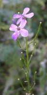 Dames rocket (Hesperis matronalis): pods+flowers
