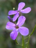 Dames rocket (Hesperis matronalis): flowers
