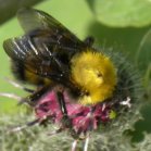 Bee (Apoidea sp): on Woolly burdock (Arctium tomentosum)