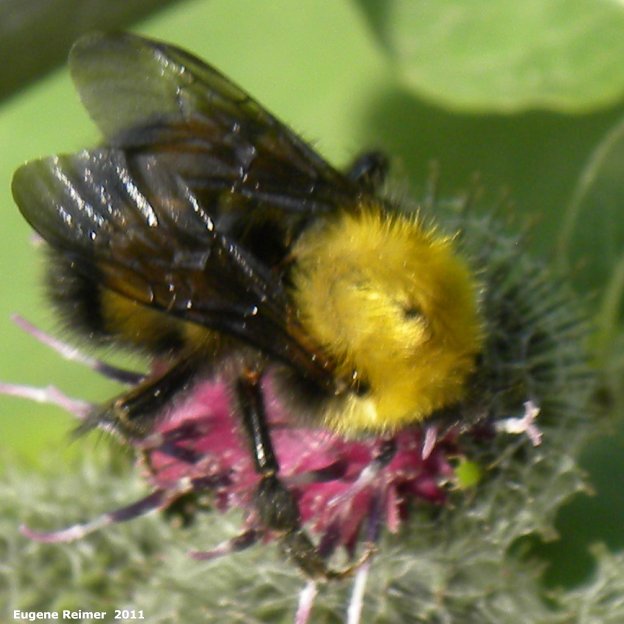 IMG 2011-Aug09 at Winnipeg:&nbsp; Bee (Apoidea sp) on Woolly burdock (Arctium tomentosum)