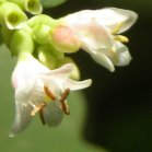Common snowberry (Symphoricarpos albus): flowers