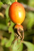 Prickly rose (Rosa acicularis): hips closer