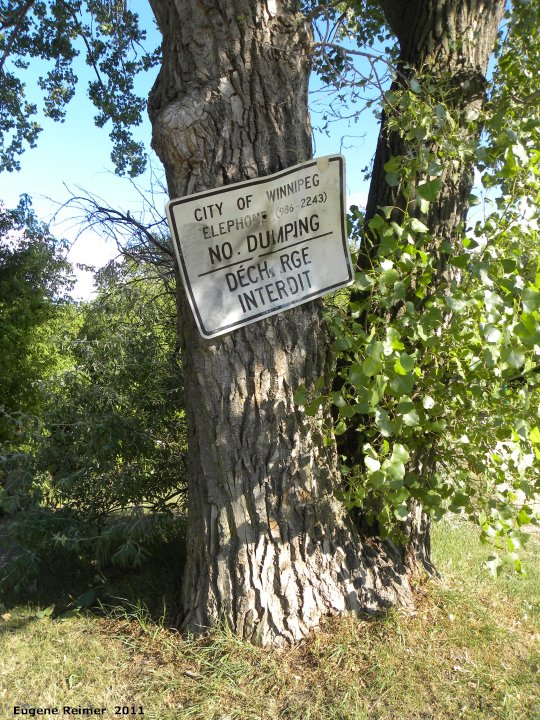 IMG 2011-Aug09 at Winnipeg:&nbsp; sign No Dumping on Eastern cottonwood (Populus deltoides)
