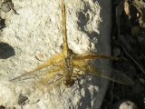 Meadowhawk dragonfly (Sympetrum sp): female