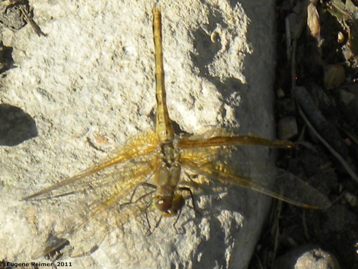 IMG 2011-Aug09 at Winnipeg:&nbsp; Meadowhawk dragonfly (Sympetrum sp) female