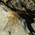 Meadowhawk dragonfly (Sympetrum sp): female