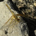 Meadowhawk dragonfly (Sympetrum sp): female
