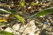 Damselfly (Zygoptera sp): bad