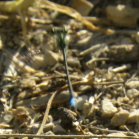 Damselfly (Zygoptera sp): bad