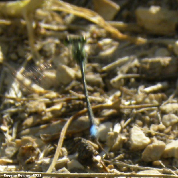 IMG 2011-Aug09 at Winnipeg:&nbsp; Damselfly (Zygoptera sp) bad