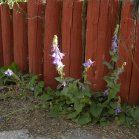 Creeping bellflower (Campanula rapunculoides): beside fence