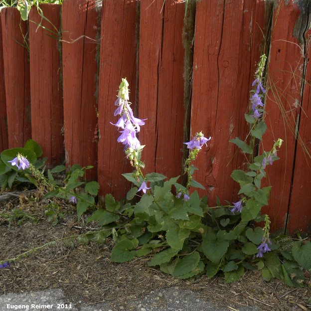 IMG 2011-Aug09 at Winnipeg:  Creeping bellflower (Campanula rapunculoides) beside fence