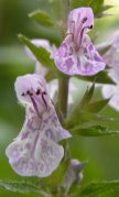 Marsh hedge-nettle (Stachys palustris): flowers