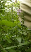 Marsh hedge-nettle (Stachys palustris): plant